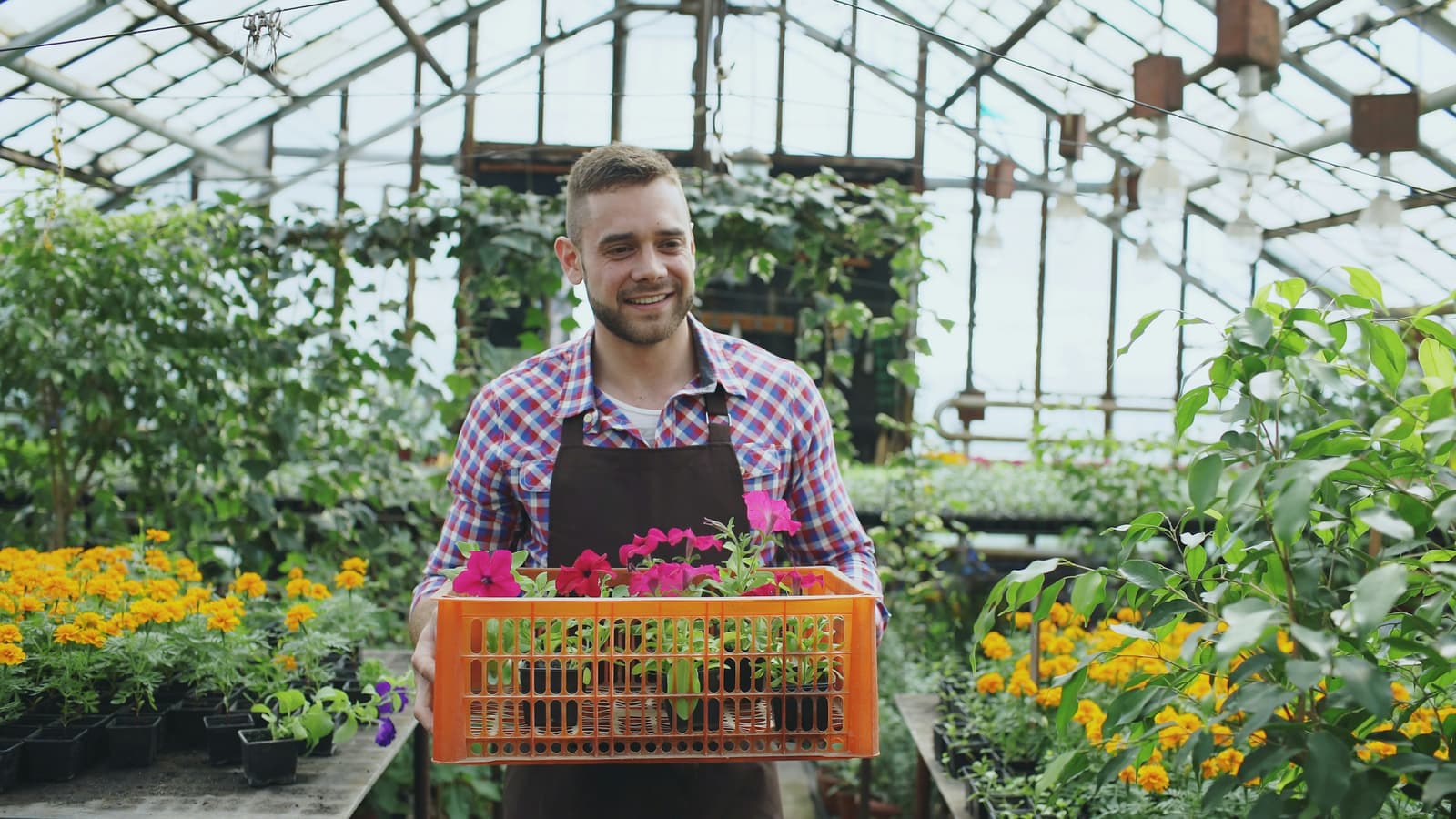 Cultivator ducând o ladă cu flori în seră